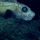 A Chimaera ghost shark, spotted at Northwest Guam Seamount.